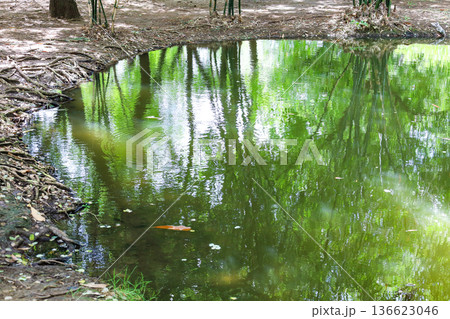 木に囲まれた池の水面 136623046