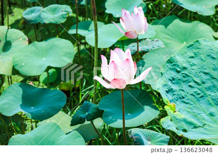 蓮の葉と花が並ぶ池 136623048
