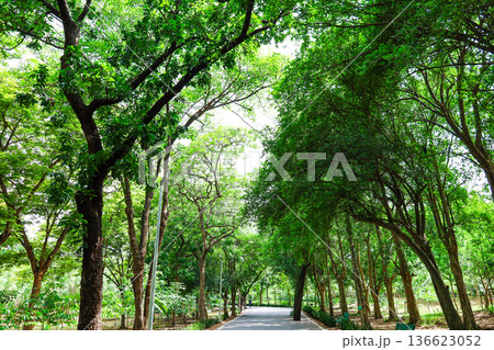 緑の多い公園の風景 136623052