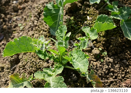 つぼみ菜(アブラナ科)の地植え つぼみ菜(アブラナ科)の地植え 136623110