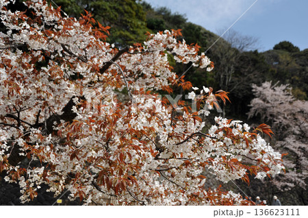 金沢城の桜 136623111