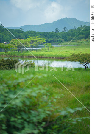 赤城山の覚満淵 湿原に広がる緑と水辺の自然風景  136623119