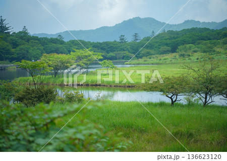 赤城山の覚満淵 湿原に広がる緑と水辺の自然風景  136623120