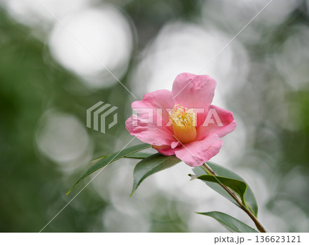 華やかに美しいツバキ桃色雪中花 136623121