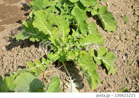 つぼみ菜（アブラナ科）の地植え 136623215