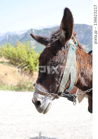 Donkey sunny mountains. High quality photo 136623217