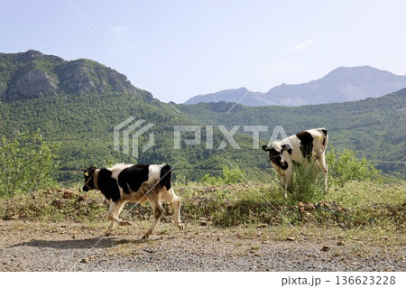 calves in the green mountains. High quality photo calves in the green mountains. High quality photo 136623228