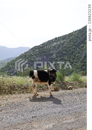 calves in the green mountains. High quality photo 136623239
