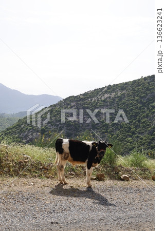 calves in the green mountains. High quality photo calves in the green mountains. High quality photo 136623241