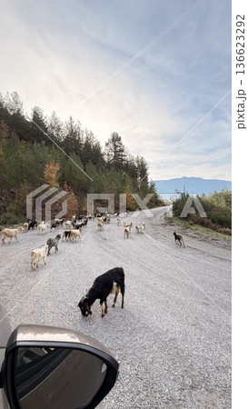 Goats forest road. Mountain road forest. coniferous trees and yellow foliage. High quality 4k footage 136623292