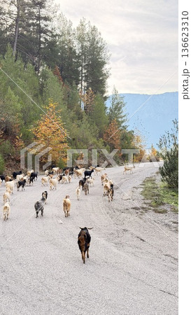 Goats forest road. Mountain road forest. coniferous trees and yellow foliage. High quality 4k footage Goats forest road. Mountain road forest. coniferous trees and yellow foliage. High quality 4k footage 136623310