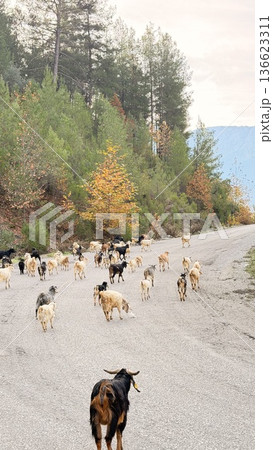 Goats forest road. Mountain road forest. coniferous trees and yellow foliage. High quality 4k footage 136623311