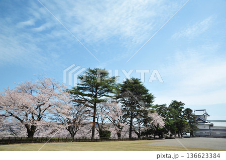 金沢城の桜 金沢城の桜 136623384