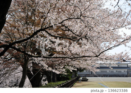 金沢城の桜 136623386