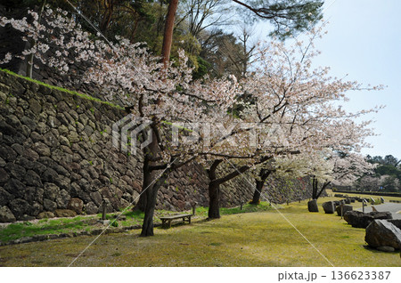 金沢城の桜 136623387