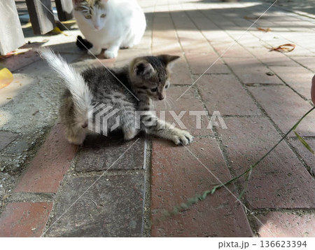Kitten playing pavement. High quality photo Kitten playing pavement. High quality photo 136623394