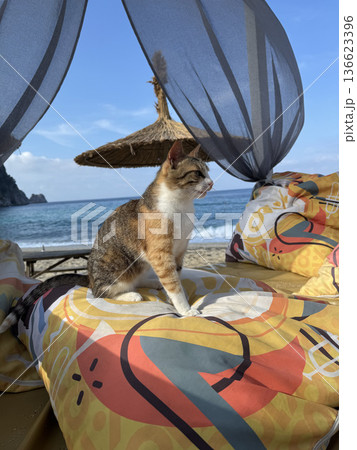 Cat beach chair. street cat walks through the evening city. High quality photo 136623396