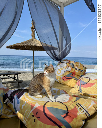 Cat beach chair. street cat walks through the evening city. High quality photo Cat beach chair. street cat walks through the evening city. High quality photo 136623397