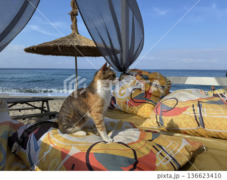Cat beach chair. street cat walks through the evening city. High quality photo 136623410