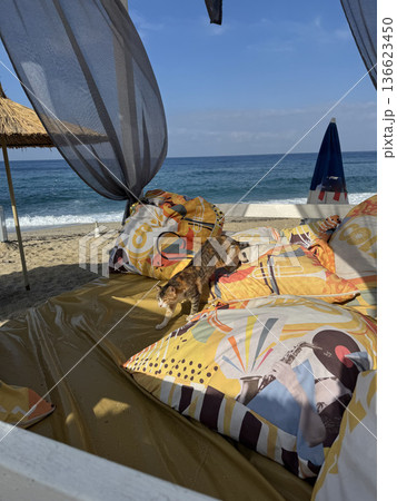 Cat beach chair. street cat walks through the evening city. High quality photo Cat beach chair. street cat walks through the evening city. High quality photo 136623450