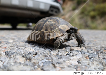 Turtle rocky terrain.Tortoise amidst grass. High quality photo Turtle rocky terrain.Tortoise amidst grass. High quality photo 136623547