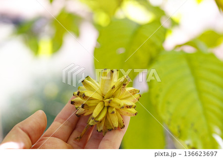 手に持つカンレンボク(ハンカチノキ)の若い果実と緑の葉 手に持つカンレンボク(ハンカチノキ)の若い果実と緑の葉 136623697