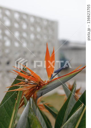 屋外で咲くストレリチア(極楽鳥花) 屋外で咲くストレリチア(極楽鳥花) 136623705
