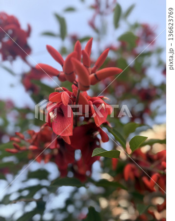 Red tropical flowers. High quality photo Red tropical flowers. High quality photo 136623769