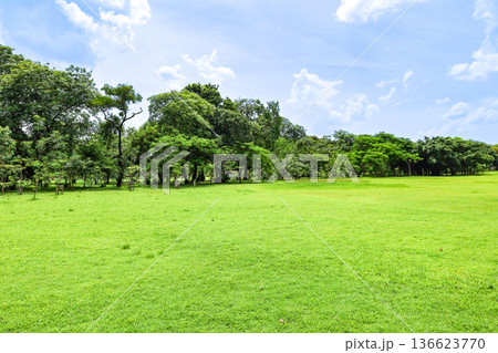 緑の多い公園の風景 緑の多い公園の風景 136623770