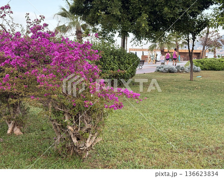 Pink flowers tree. High quality photo 136623834