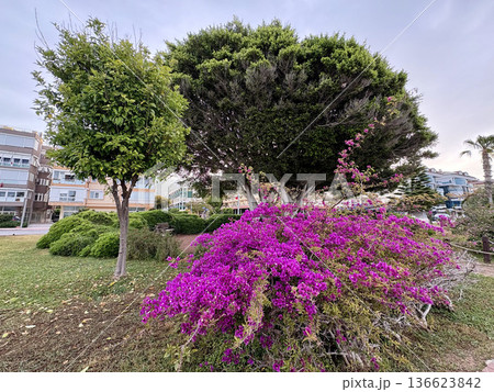 Pink flowers tree. High quality photo Pink flowers tree. High quality photo 136623842