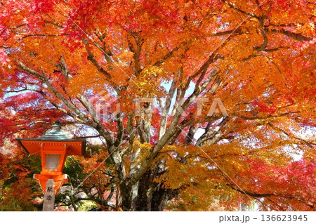 秋の善峰寺の境内 136623945