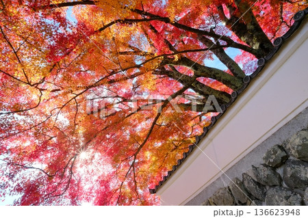 秋の善峰寺の境内 秋の善峰寺の境内 136623948