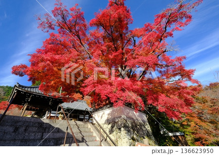 秋の善峰寺の境内 秋の善峰寺の境内 136623950