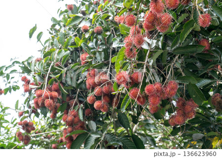 Clusters of ripe red rambutan fruits hanging from branches in a tropical orchard. Lush green leaves surround the vibrant exotic fruit during harvest season. Ideal for agricultural or food concepts. 136623960