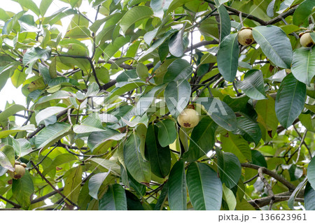 unripe green mangosteen fruits on a tree branch surrounded by lush green tropical leaves. Natural sunlight illuminates the orchard. Queen of fruits in its natural habitat during growing season. 136623961