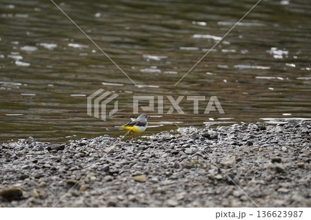 河辺で遊ぶ野鳥 136623987