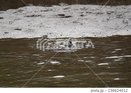 河辺で遊ぶ野鳥 河辺で遊ぶ野鳥 136624012