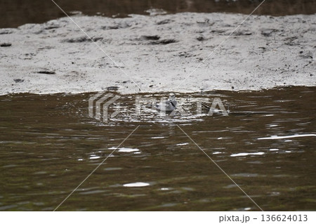 河辺で遊ぶ野鳥 河辺で遊ぶ野鳥 136624013