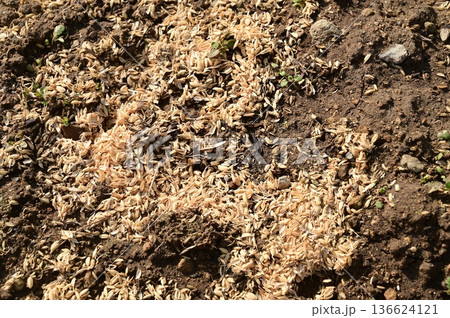 畑にまかれたもみ殻とマルチング 畑にまかれたもみ殻とマルチング 136624121