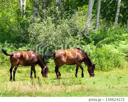 草を食べる馬 草を食べる馬 136624272
