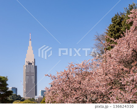 青空に映える寒桜と高層ビル 春の公園風景 青空に映える寒桜と高層ビル 春の公園風景 136624310