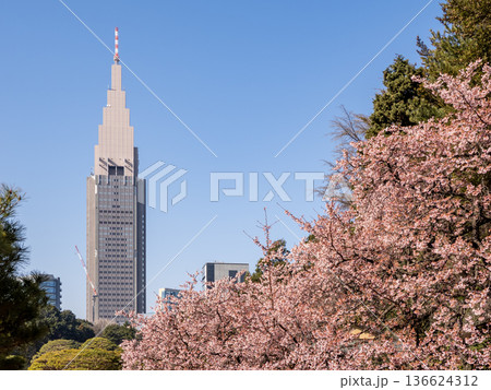寒桜と高層ビルが彩る都市公園の春 東京の青空風景 寒桜と高層ビルが彩る都市公園の春 東京の青空風景 136624312