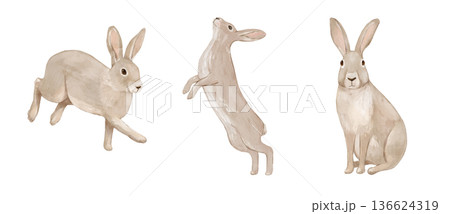 Watercolour cute rabbit. Woodland hand drawn isolated illustration, animals perfect for cards and posters. Watercolour cute rabbit. Woodland hand drawn isolated illustration, animals perfect for cards and posters. 136624319