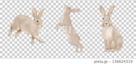 Watercolour cute rabbit. Woodland hand drawn isolated illustration, animals perfect for cards and posters. Watercolour cute rabbit. Woodland hand drawn isolated illustration, animals perfect for cards and posters. 136624319