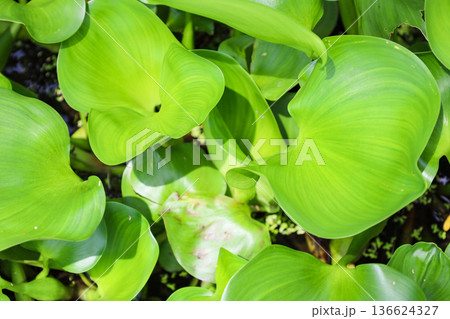 密生する水草 ホテイアオイ 密生する水草 ホテイアオイ 136624327