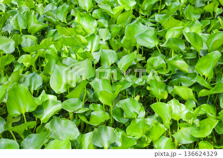 密生する水草 ホテイアオイ 136624329