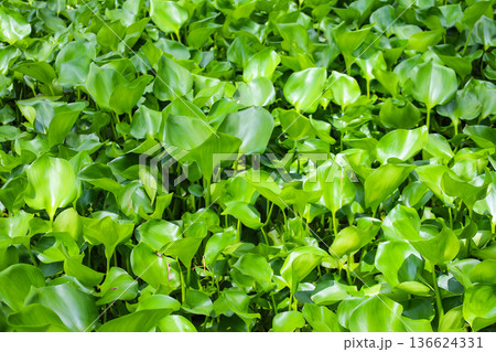 密生する水草 ホテイアオイ 密生する水草 ホテイアオイ 136624331