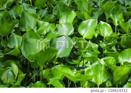 密生する水草 ホテイアオイ 136624332