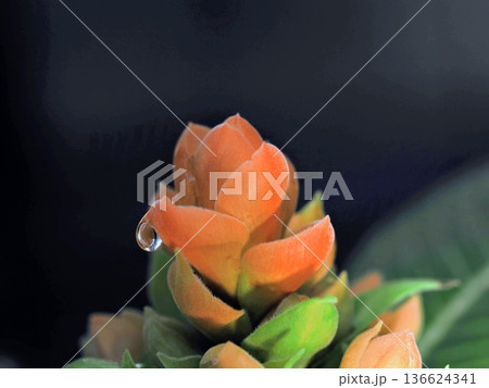 雫を纏うオレンジの花 136624341
